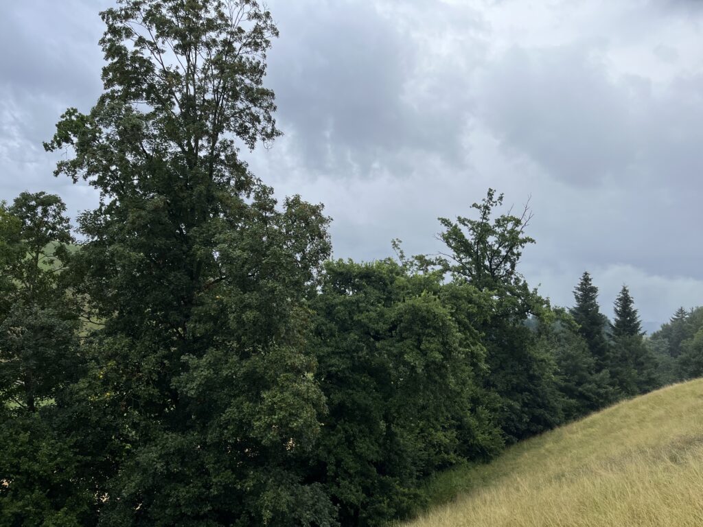 img 2468